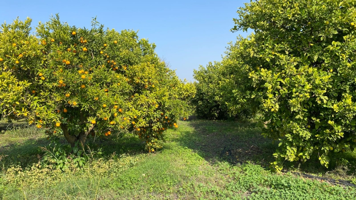 الأمطار تجدد آمال مزارعي الأغوار الشمالية بتحسن الموسم الزراعي