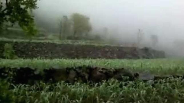 الأمطار تبعث التفاؤل في الأغوار الشمالية وتنعش آمال المزارعين بالموسم الزراعي