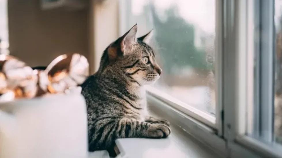 دراسة صادمة تكشف العلاقة بين تربية القطط والأمراض النفسية!