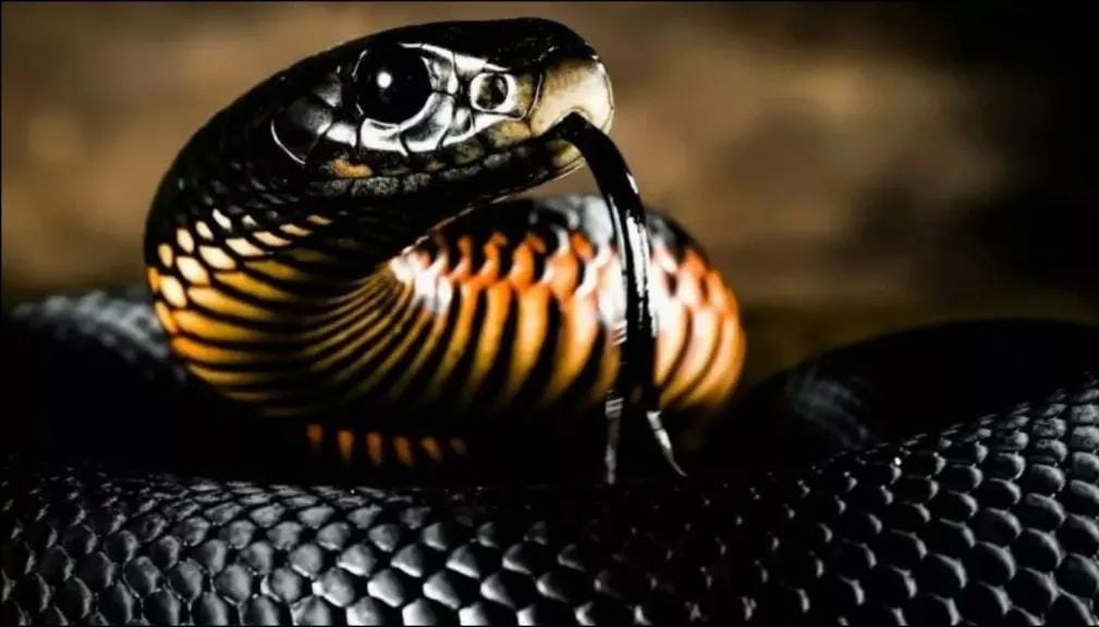 تفسير حلم الثعبان الأسود ولدغته في المنام لابن سيرين للرجل والمتزوجة والعزباء