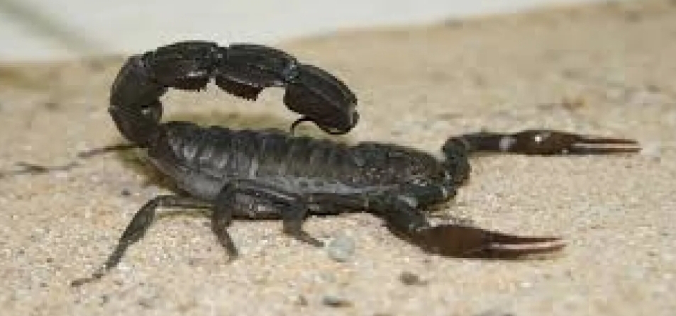 خبير أردني في العقارب يحذر الأردنيين