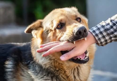 محكمة أردنية تلزم بلدية بدفع تعويض لمواطن بعد تعرضه لهجوم كلب ضال