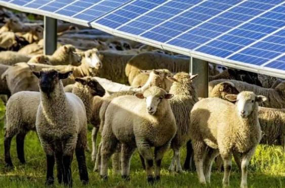 ماذا حدث عند وضع 1700 خروف تحت الألواح الشمسية؟