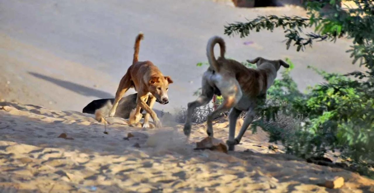 كلب ضال يهاجم 5 أطفال في كفرعوان بإربد وحالتهم مستقرة بعد تلقي العلاج