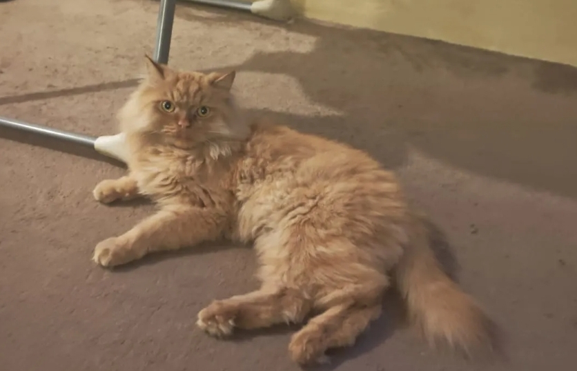 طبيب أردني: خدش قطة كاد أن يدمّر طفلة.. والتشخيص أنقذها بـ5 دنانير  صور