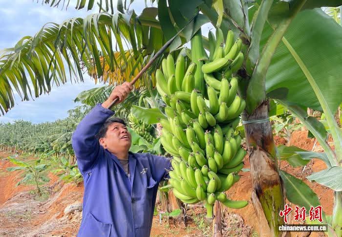 حصاد ثمار الموز في قوانغشي بجنوب الصين