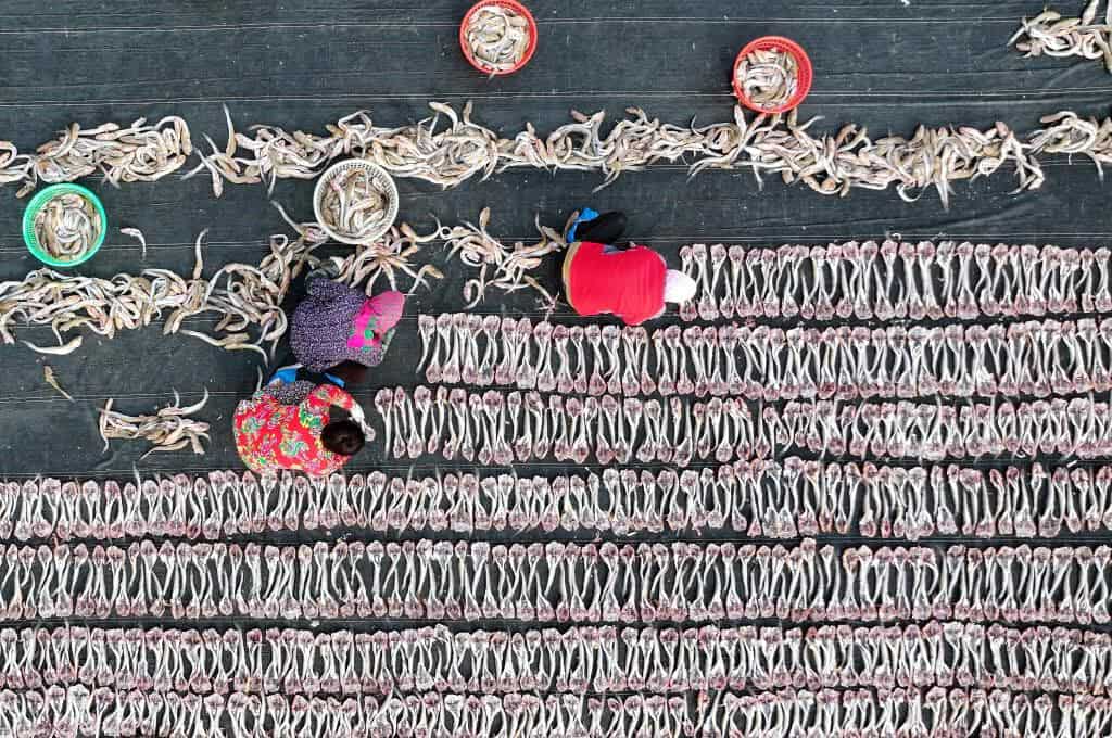 صيادون يقومون بتجفيف الأسماك في إحدى بلدات مدينة تانغشان بمقاطعة خبي شمالي الصين.