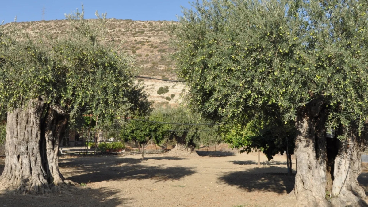 شجرة المهراس ... سلالة الزيتون الأردني تعيد رسم خريطة الإرث العالمي