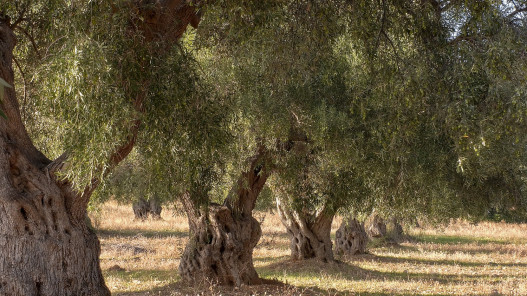 وزارة الثقافة: شجرة المهراس تشكل نموذجا يعبّر عن هوية الأردني