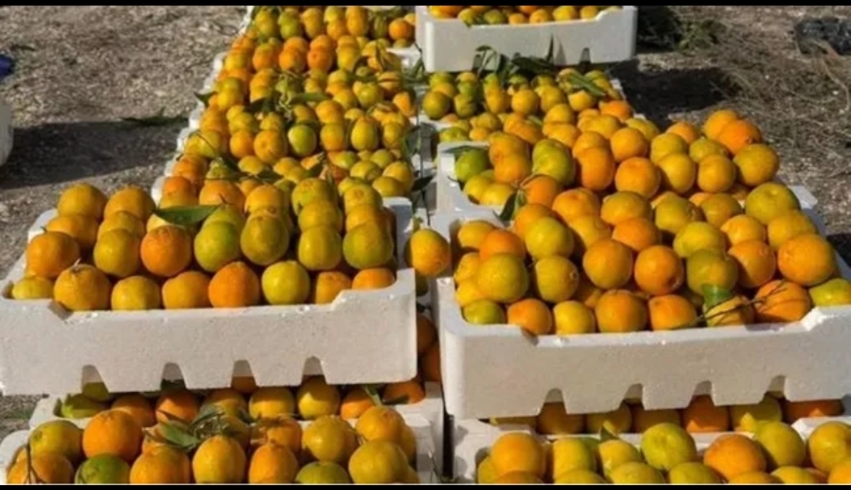 تساقط ثمار الحمضيات يهدد المزارعين بخسائر جديدة
