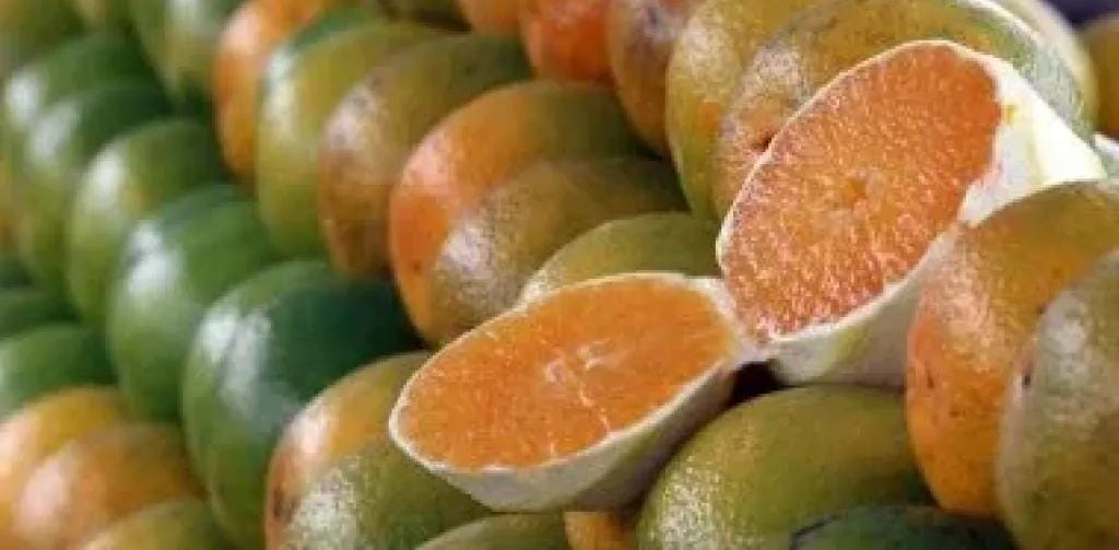 دايت الشتاء يكشف سر قوة المناعة.. 7 أطعمة تحميك من أمراض البرد