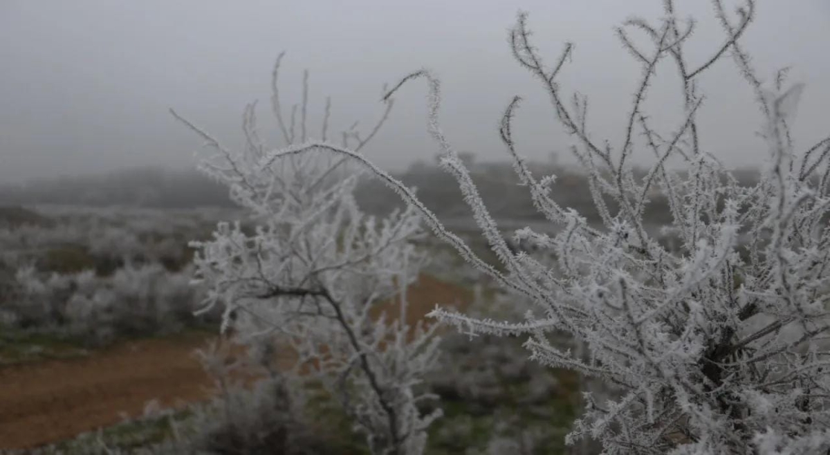 الأرصاد الجوية تحذر من تشكل الصقيع والانجماد الليلة وصباح الخميس