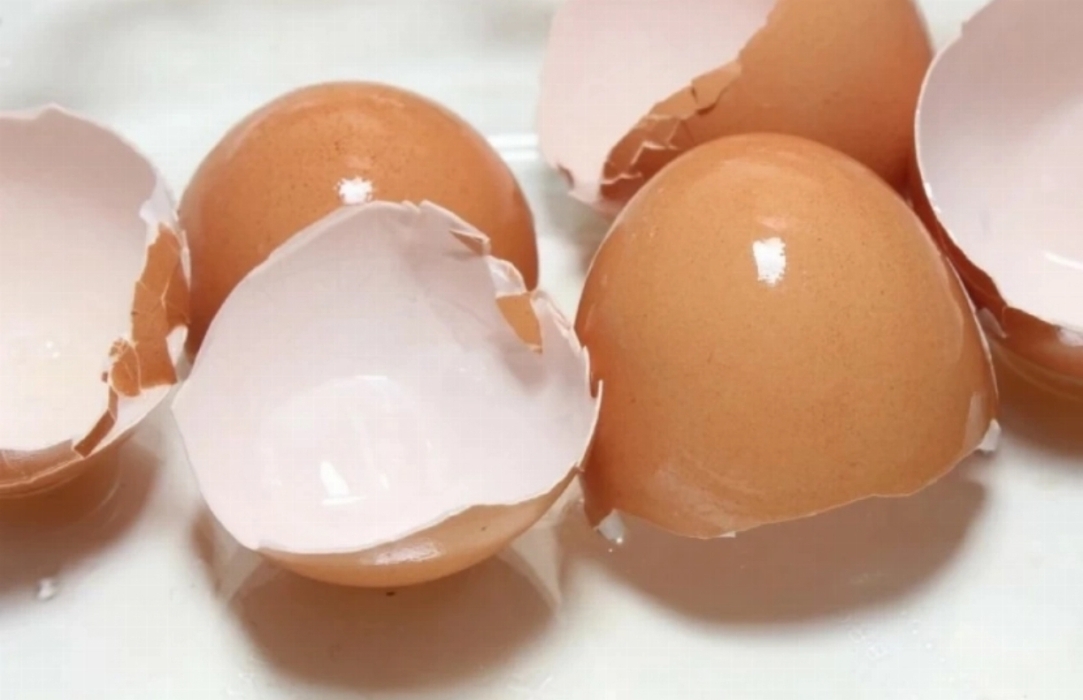 دراسة حديثة تكشف: غشاء قشر البيض يعزز نضارة البشرة وكثافة الشعر