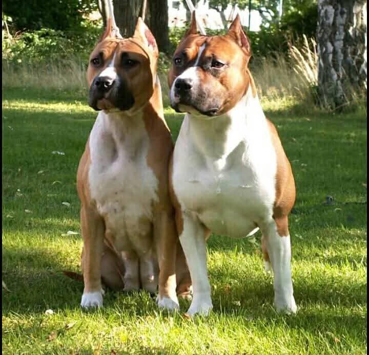 دعوى قانونية غريبة: كلب كمعال ضريبي في نيويورك