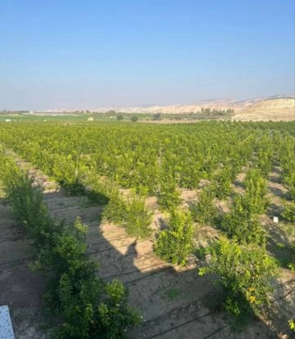 الماركوت الإسباني يحقق نقلة في زراعة الحمضيات في الأغوار