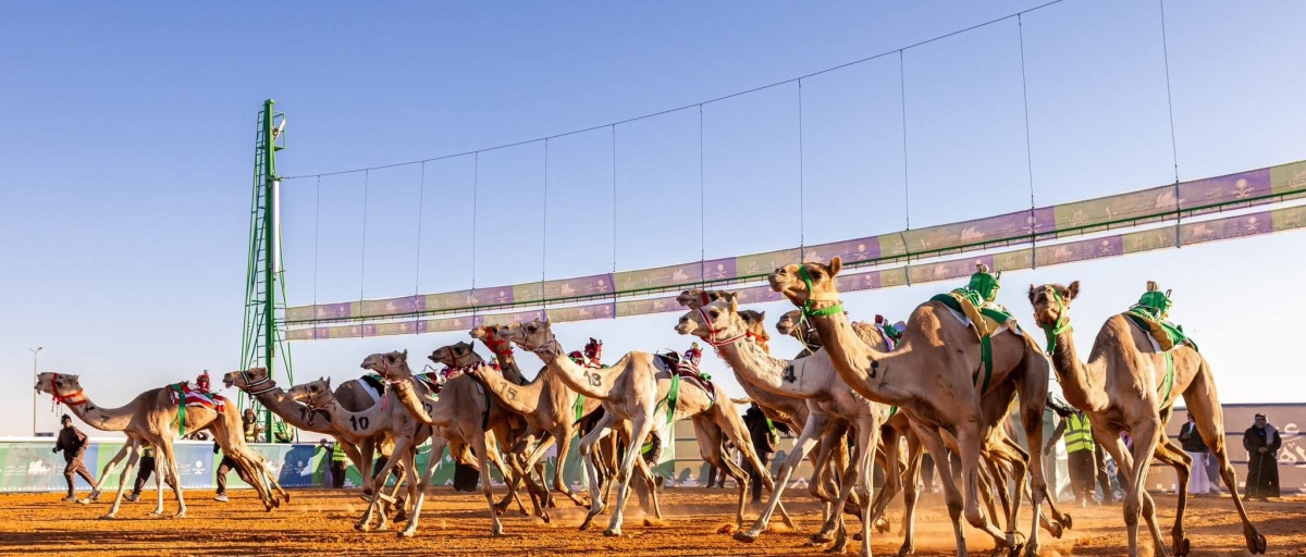 هجن الشيحانية تحقق أول ألقابها في جائزة الملك عبدالعزيز لسباقات الهجن...صور