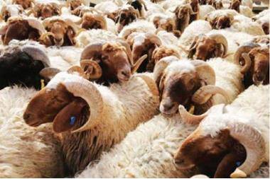 سرقة 53 رأسًا من الأغنام في سحم الكفارات بإربد والأمن يحقق