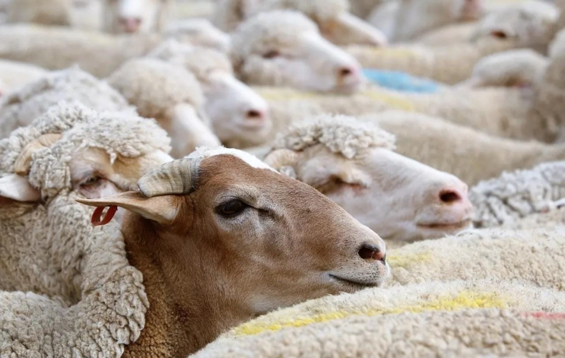 القبض على سارقي أغنام في لواء بني كنانة