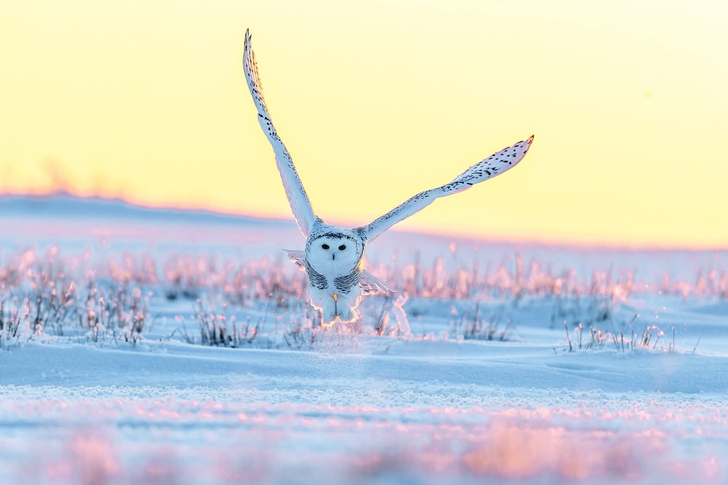 بومة ثلجية تصطاد في المراعي المتجمدة في منطقة منغوليا الداخلية...صور