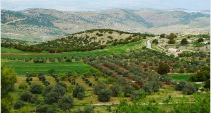 بلديات لواء الكورة تتجهز لزراعة 30 ألف شجرة لتعزيز الغطاء الأخضر