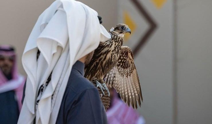 السعودية:227 صقرًا تتنافس في 7 أشواط للهواة المحليين بمهرجان الملك عبدالعزيز للصقور 2025