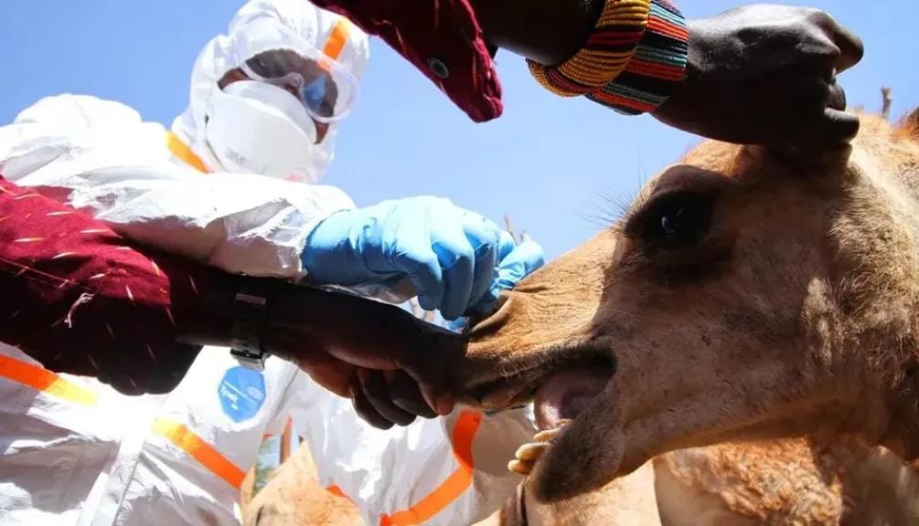 الصحة السعودية توضح حقيقة تقرير ”الصحة العالمية” حول فيروس كورونا الإبل