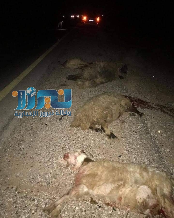 نفوق عشرات الاغنام في بلدة بالكرك بسبب صخور ضخمة