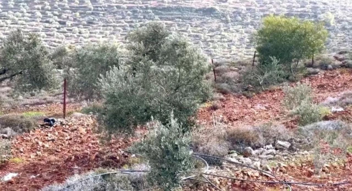 خلال أسبوع.. الاحتلال يقتلع أكثر من 8 آلاف شجرة بالضفة الغربية
