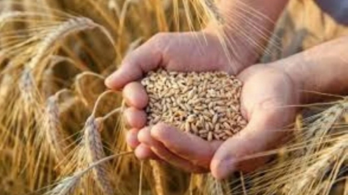 مع ضعف التداول.. أسعار قمح أوروبا تتراجع