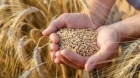 مع ضعف التداول.. أسعار قمح أوروبا تتراجع