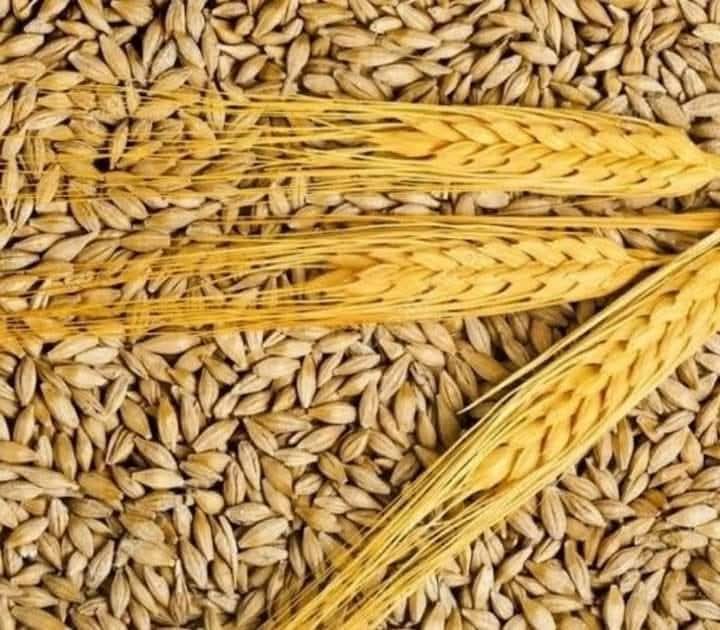إعادة طرح عطاء لشراء كميات من الشعير للمرة الثانية