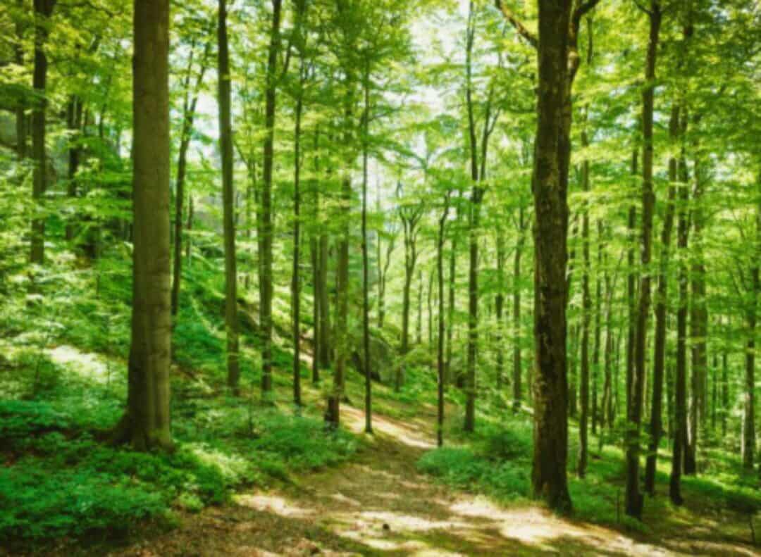 بلدية الصفاوي تطلق الحملة الوطنية للتشجير بمشاركة مجتمعية واسعة