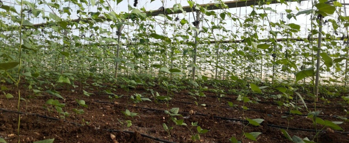 زراعة الطفيلة تدعو إلى اتخاذ الاحتياطات اللازمة لحماية المزروعات من الصقيع