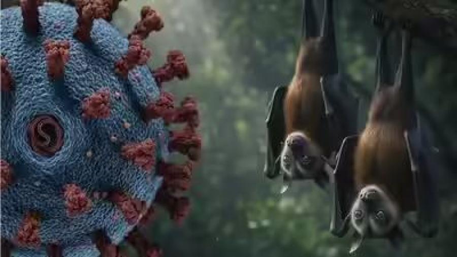 طبيب أردني يدق ناقوس الخطر بشأن فيروس نادر وخطير ينتقل عبر خفافيش الفاكهة