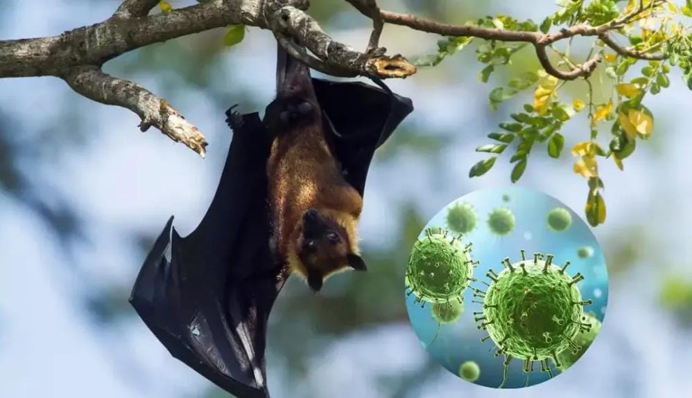 تحذيرات طبية من فيروس نيباه هل يتحول القلق الى تهديد حقيقي