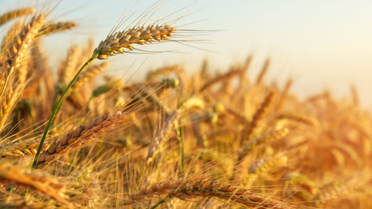 طرح عطاء لشراء كميات من القمح