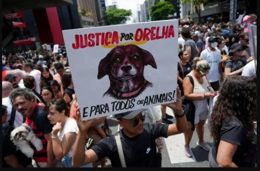 «العدالة لأوريليا».. مقتل كلب شوارع يحوّل البرازيل إلى ساحات غضب ومظاهرات عارمة