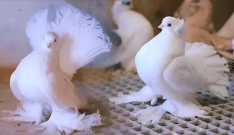 روسيا تطوّر حمامًا للتجسس مزوّد بشرائح دماغية وكاميرات خفية!