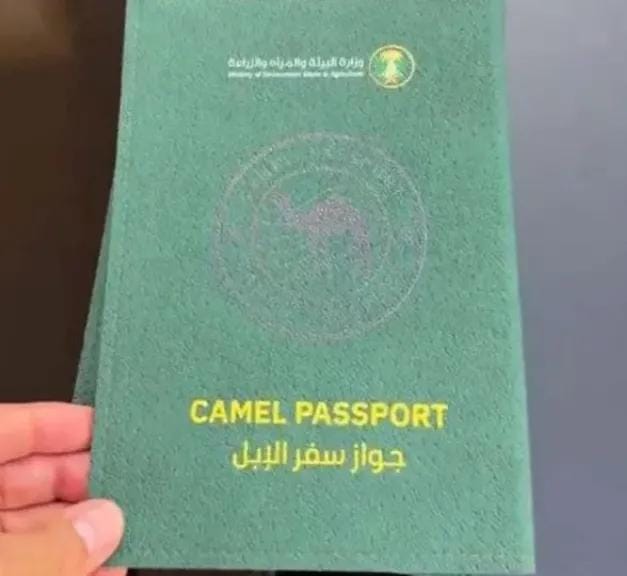 ماذا تعرف عن جواز سفر الإبل؟