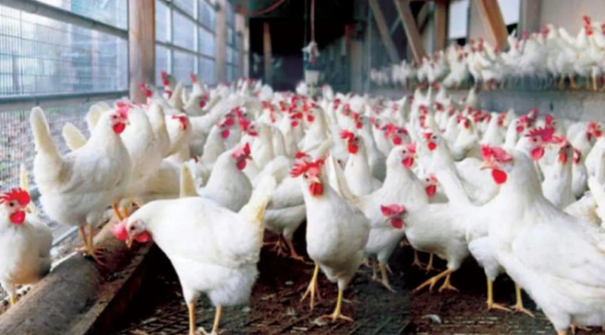 مستثمري الدواجن: أسعار الدجاج لم ترتفع والزيادات الأخيرة مؤقتة