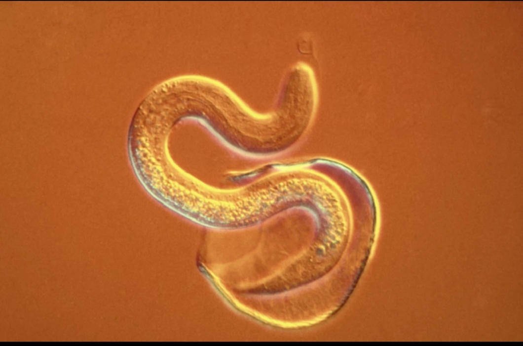 أمريكا تواجه طفيليا آكلا للحوم قادما من المكسيك