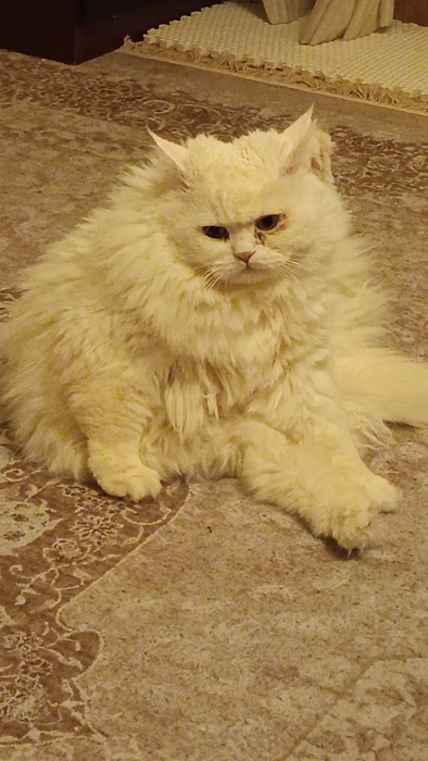 خبراء يوضحون: لعق القطط لأجسامها سلوك صحي يحافظ على النظافة ويعزز الراحة...فيديو