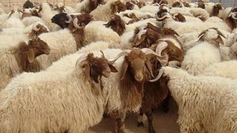 الشرفات :  55٪ نسبة الإنجاز في حملة ترقيم المواشي بالبادية الشمالية
