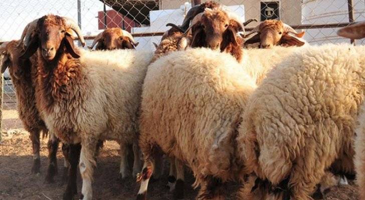 الأردن يوقف تصدير الخراف الحية لدول الجوار خلال شهر رمضان