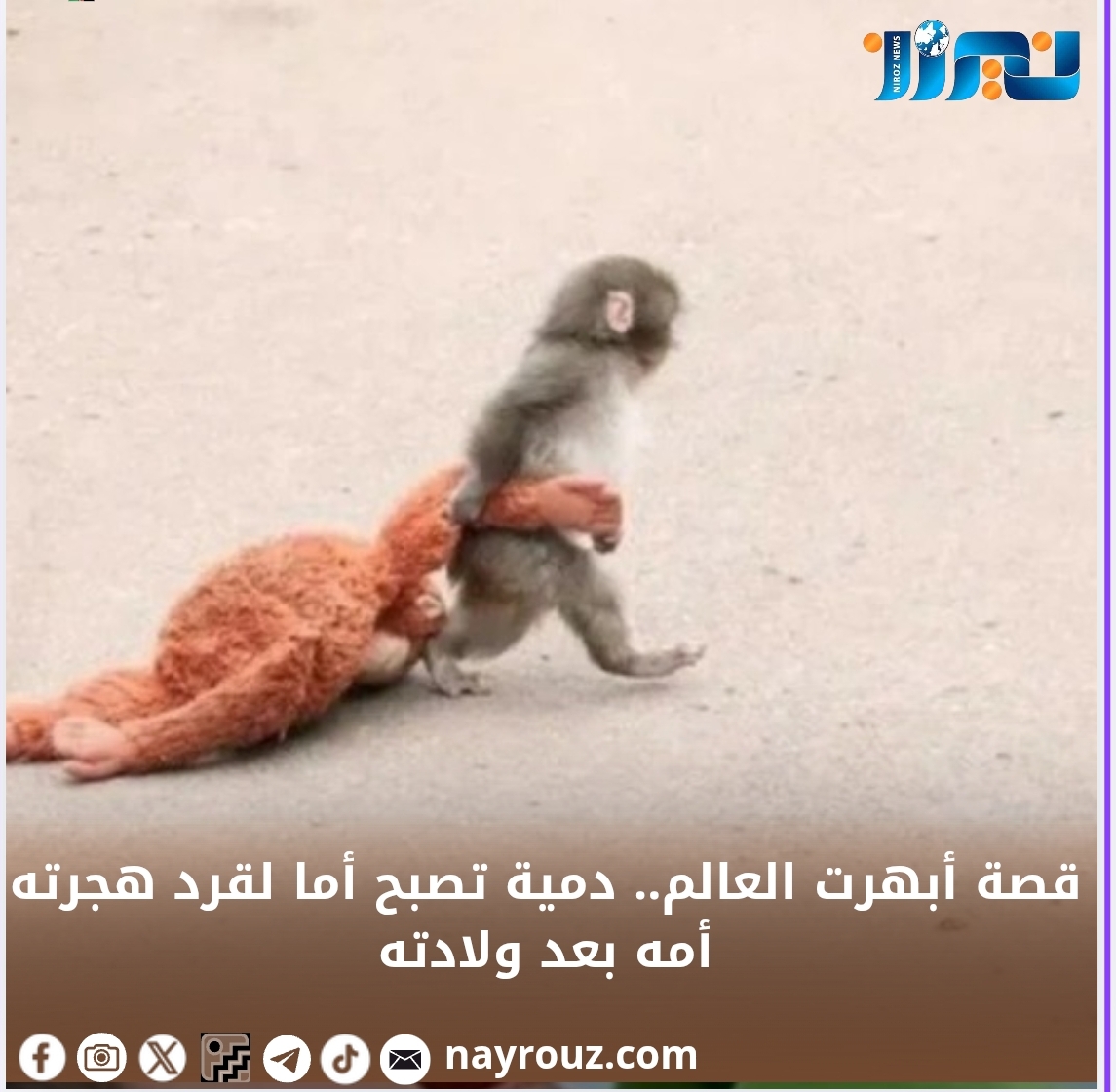 قصة أبهرت العالم.. دمية تصبح أما لقرد هجرته أمه بعد ولادته