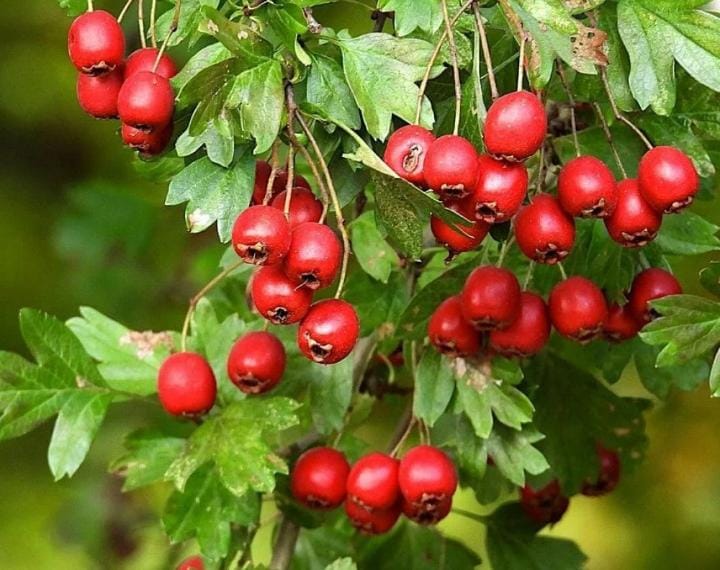 دراسة طبية: مستخلص الزعرور يقلل تراكم الدهون في الكبد الدهني غير الكحولي