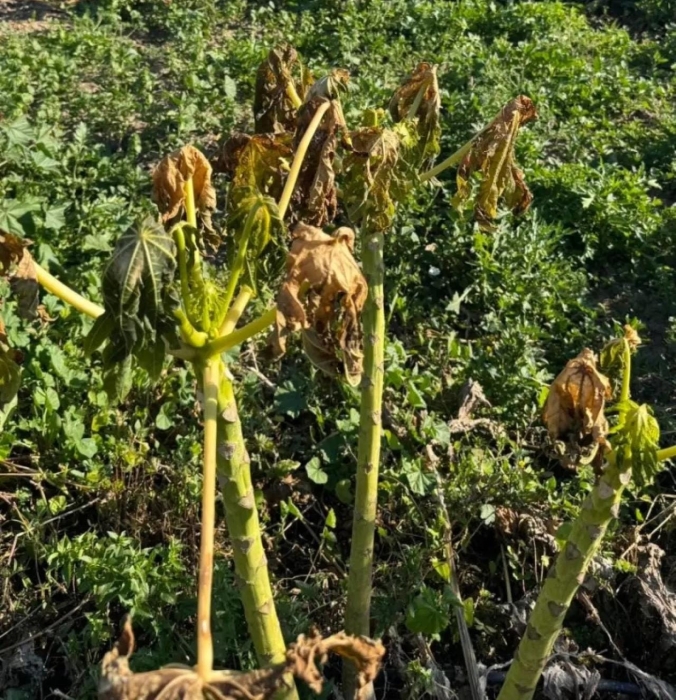 موجة صقيع حادة تضرب مزارع الأغوار وتهدد الإنتاج الموسم المقبل