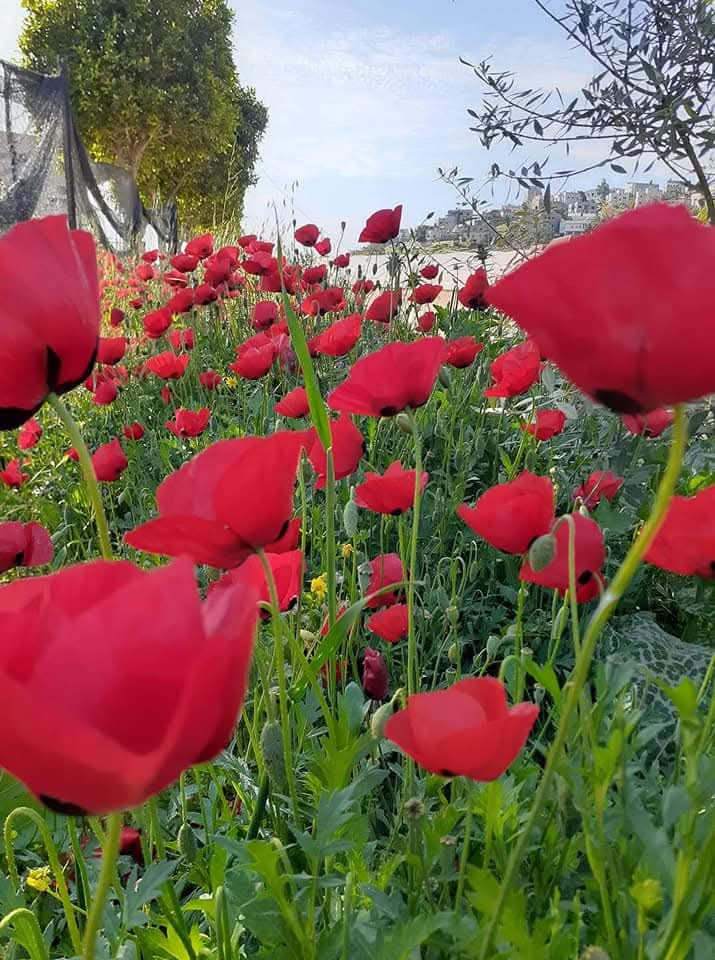 شقائق النعمان  .... ملحمة الدم والجمال في ذاكرة التراب