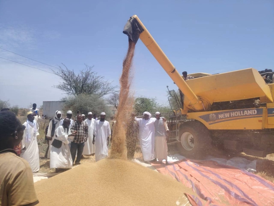 السودان : اكتمال حصاد 80 من مساحات القمح بمشروع الجزيرة
