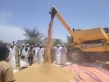 السودان : اكتمال حصاد 80 من مساحات القمح بمشروع الجزيرة